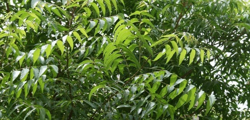 گیاه نیم چه نوع گیاهی است و چه خاصیتی دارد
