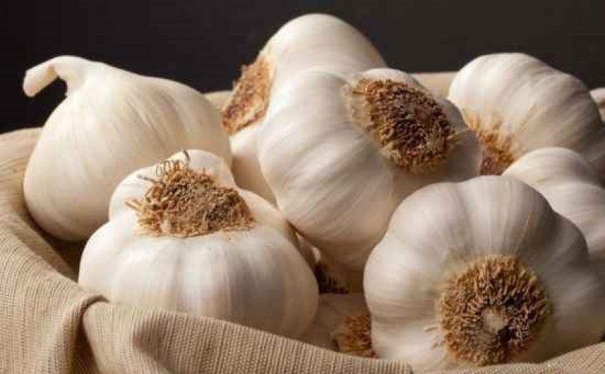 فواید و خواص دارویی و درمانی بی نظیر سیر