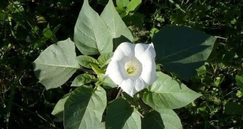 تاتوره گیاهی سمی اما با خواص بی نظیر