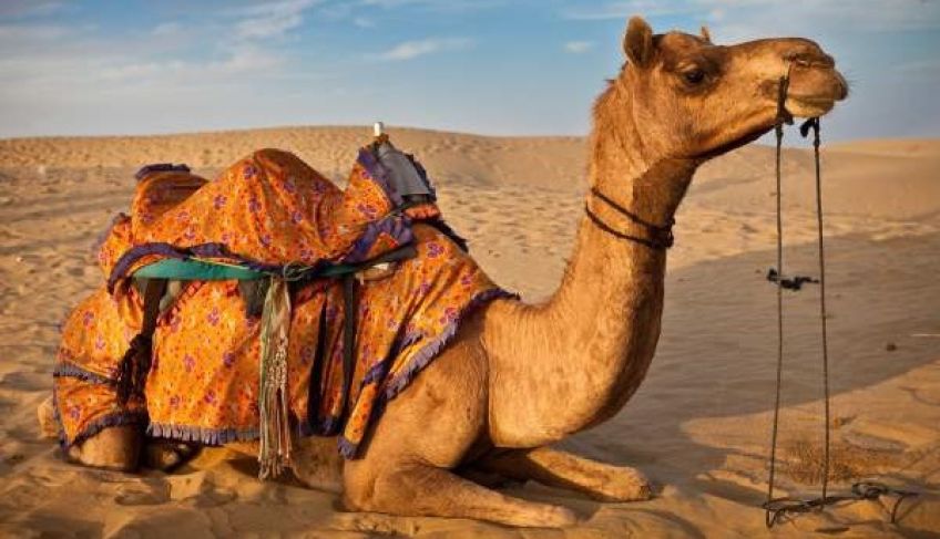 درباره زندگی انواع شتر ها و خصوصیات آن ها