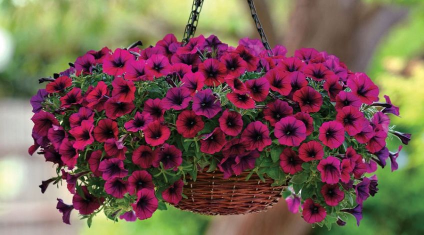معرفی گل زیبای اطلسی