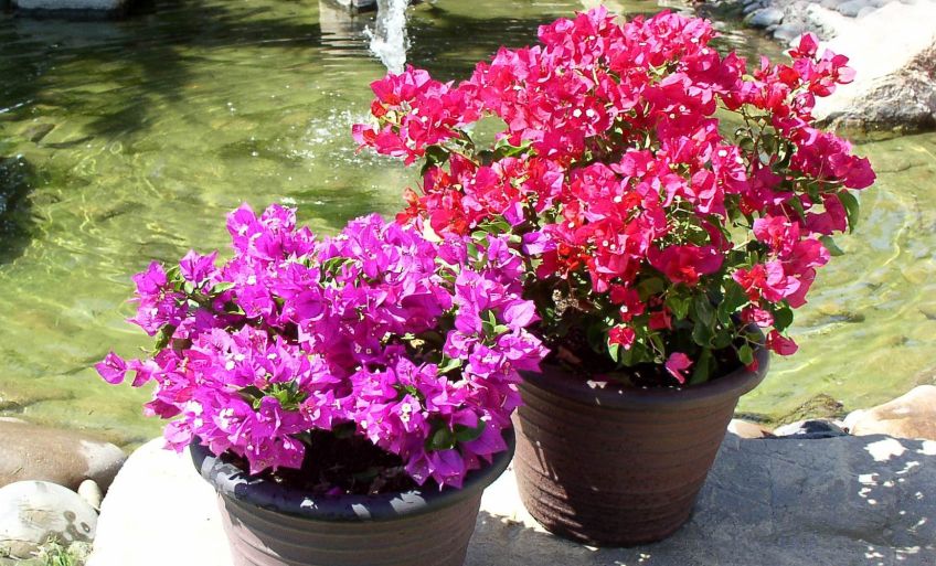 آشنایی با گیاه رونده آپارتمانی گل کاغذی
