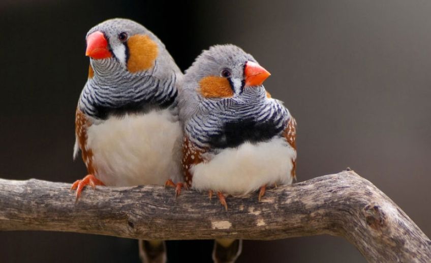 پرندگان رنگ ها را طبقه بندی می کنند
