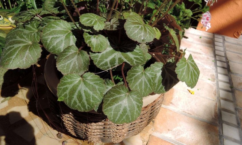 آشنایی با گل ساکسی فراگا معروف به آژینه