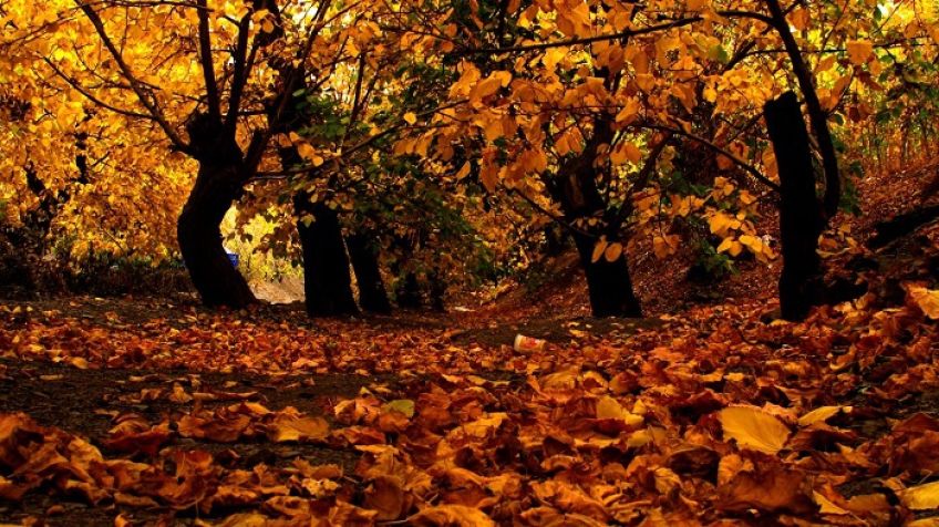 شعر زیبای خزان عشق از رهی معیری شاعر معاصر