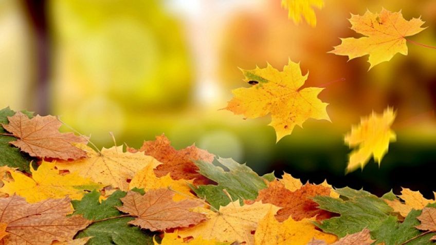 چرا برگ درختان در فصل پاییز می ریزد