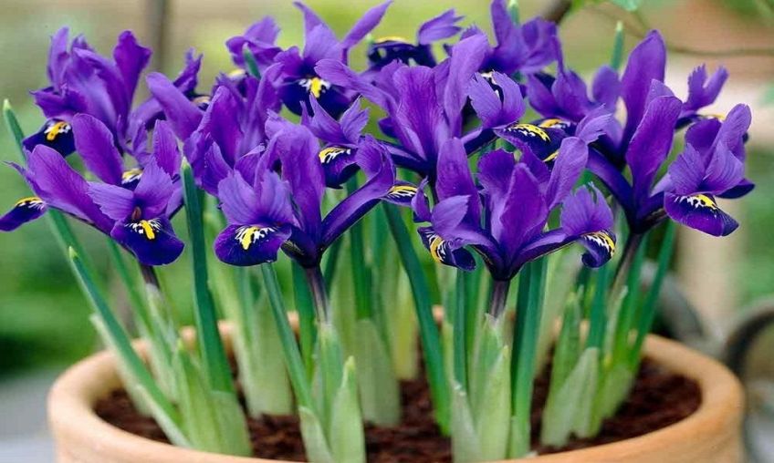 آشنایی با گل زیبای زنبق