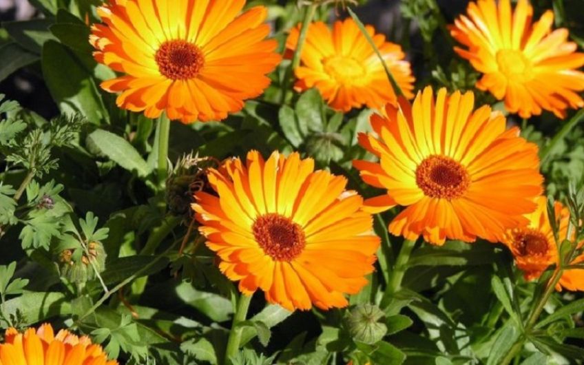 برای کاهش استرس از تنباکوی کوهی استفاده کنید