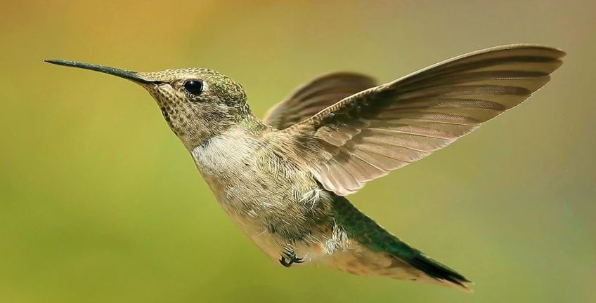 مرغ مگس سان چگونه در هوا می ایستد