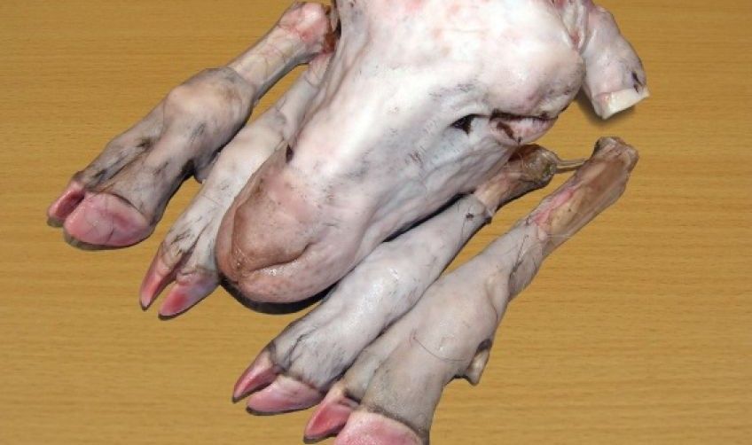 آیا کله پاچه برای سلامتی بدن مفید است یا خیر