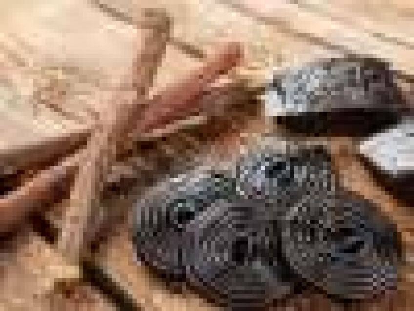با خواص شیرین بیان آشنا شویم