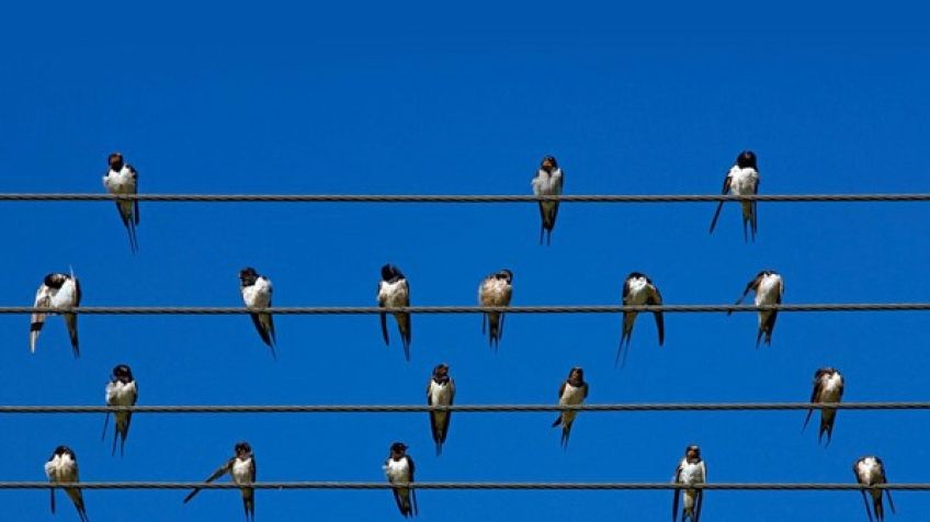 چرا پرندگان روی سیم های برق دچار برق گرفتگی نمی شوند
