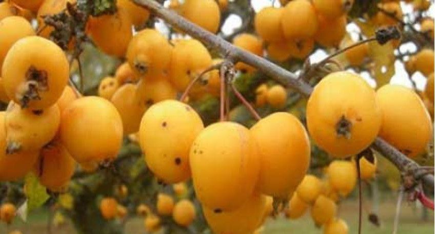 آموزش طبخ آش سره ترش زمستانی خوشمزه با چغندر و ازگیل