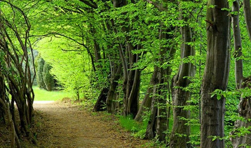 داستان زیبای بذر سپیدار