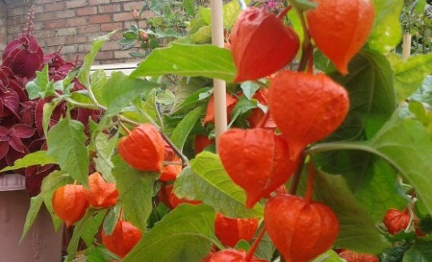 کاکنج چه گیاهی است و خواص آن چیست