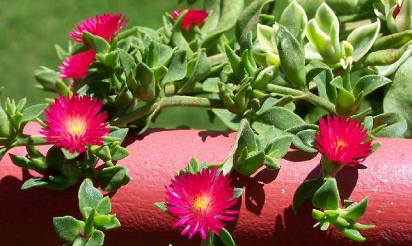 شعر زیبای گل یخ ار رهی معیری شاعر معاصر