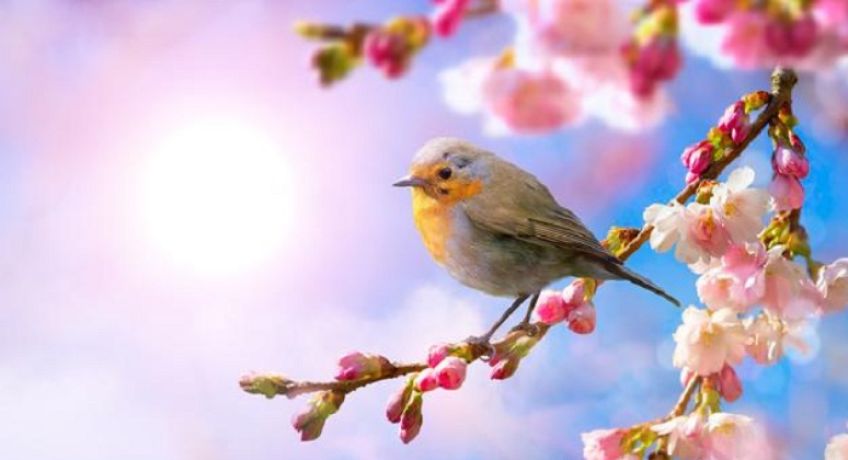 شعر زیبای پرواز خورشید از فریدون مشیری شاعر معاصر
