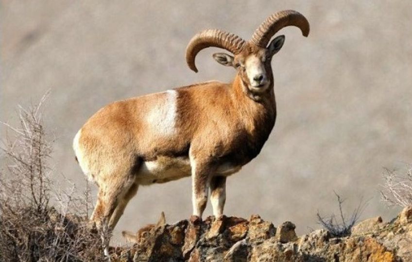 قوچ لارستان کمیاب ترین گوسفند وحشی در ایران