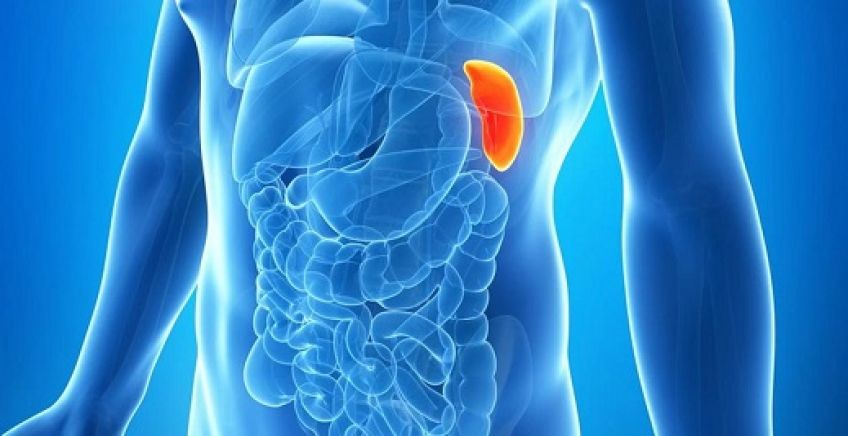 دلایل بزرگ شدن طحال  و علائم آن چیست