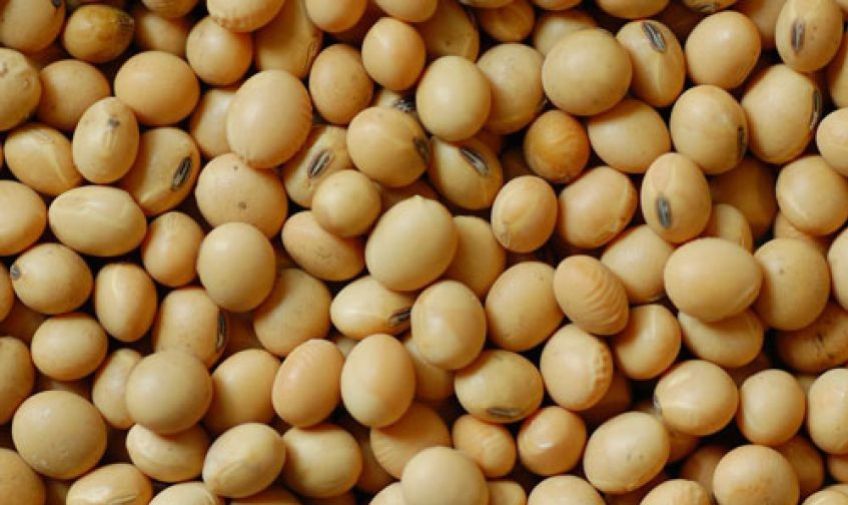 از خواص آجیل سویا چه می دانید
