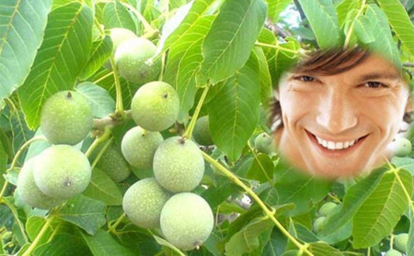 روش های جرم گیری دندان با پوست گردو و دیگر روش های ساده خانگی