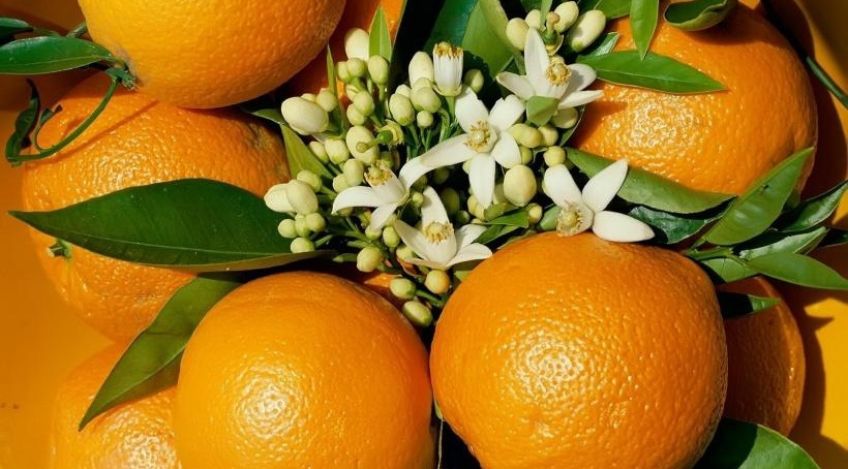 تأثیر بی نظیر آب نارنج بر کاهش و درمان فشار خون