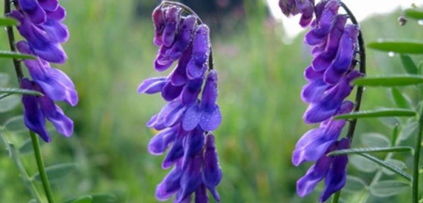 گیاه قاشقک چیست و دارای چه خواصی است
