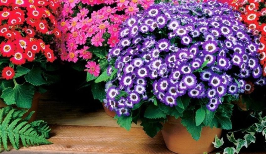 معرفی گل سینرر معروف به سینره