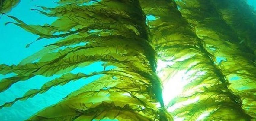 آشنایی با فواید و مضرات جلبک دریایی