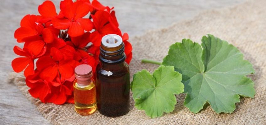 با خواص روغن شمعدانی آشنا شویم