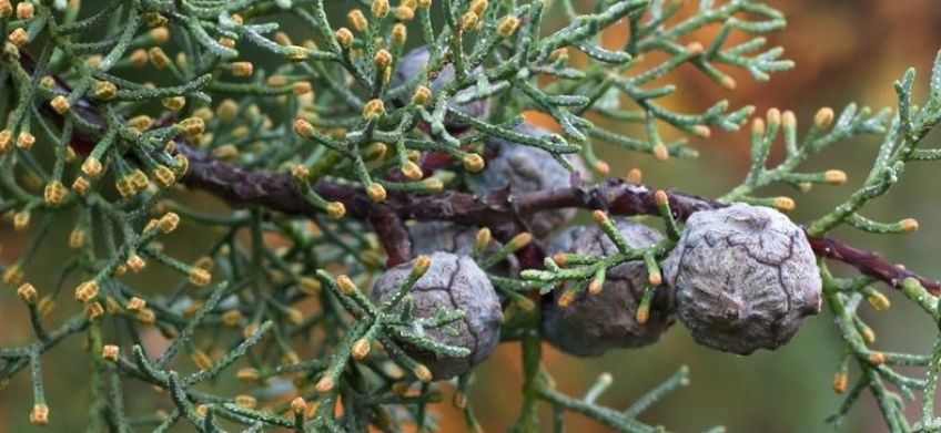 با خواص روغن سرو آشنا شویم