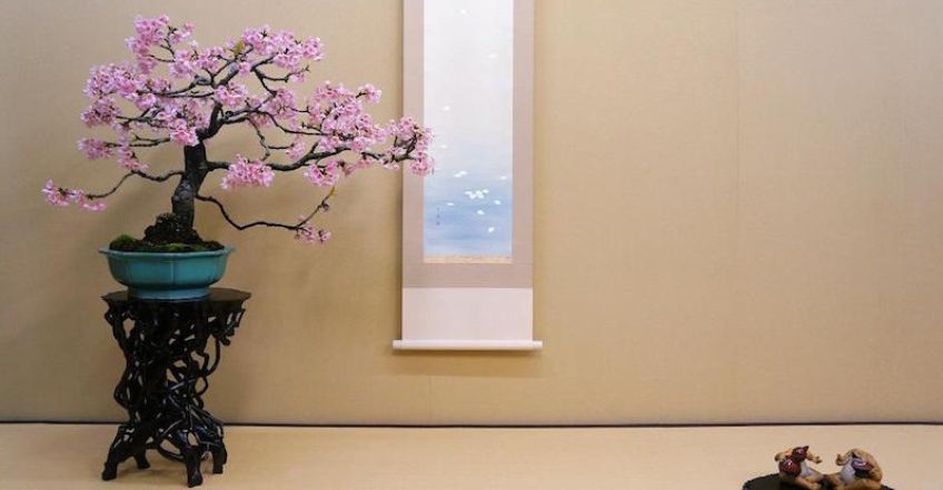 معرفی درختچه زیبای بونسای گیلاس ژاپنی