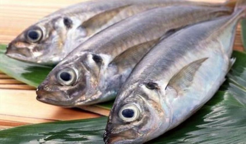 ماهی ساردین دارای چه خواصی است