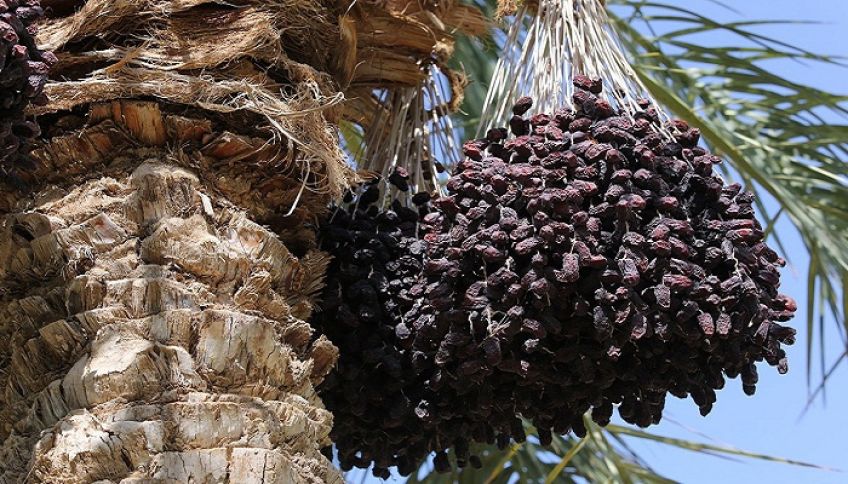 داستان بنده خدا و چوب خدا از سری داستان های مثنوی معنوی مولانا