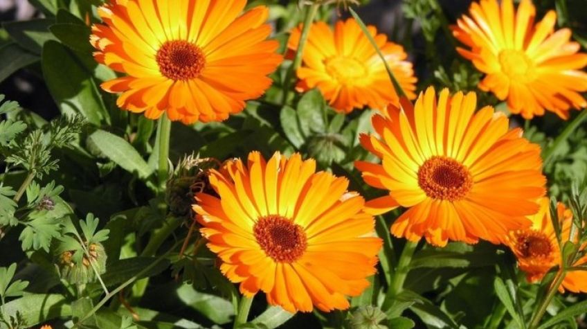 با خواص گیاه دارویی همیشه بهار کوهی آشنا شویم