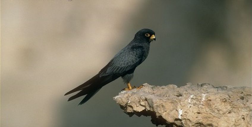 شاهین دودی