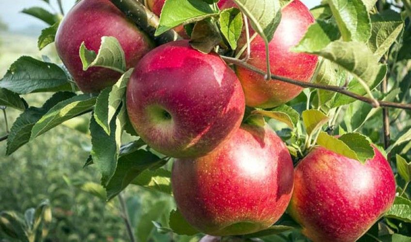 آشنایی با خواص سیب درختی