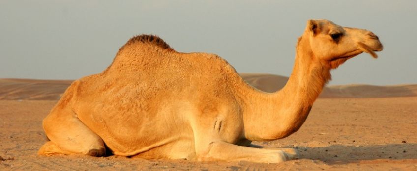 چرا شتر کوهان دارد