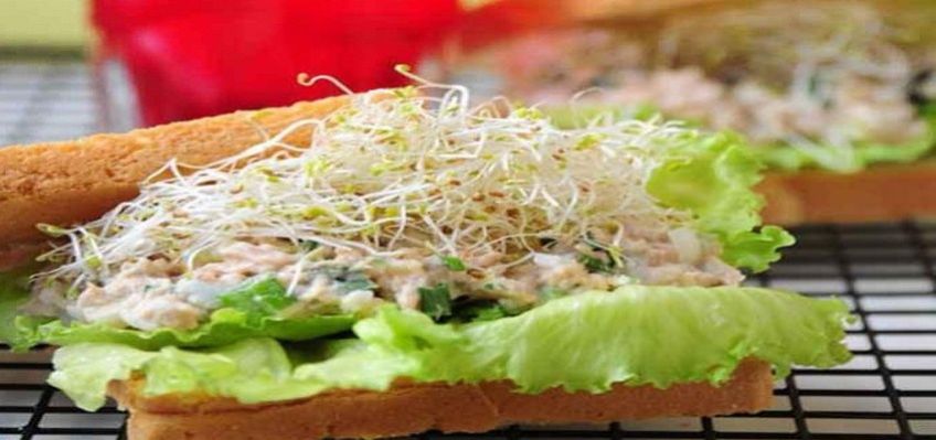 نحوه تهیه ساندویچ ماهی تن و جوانه