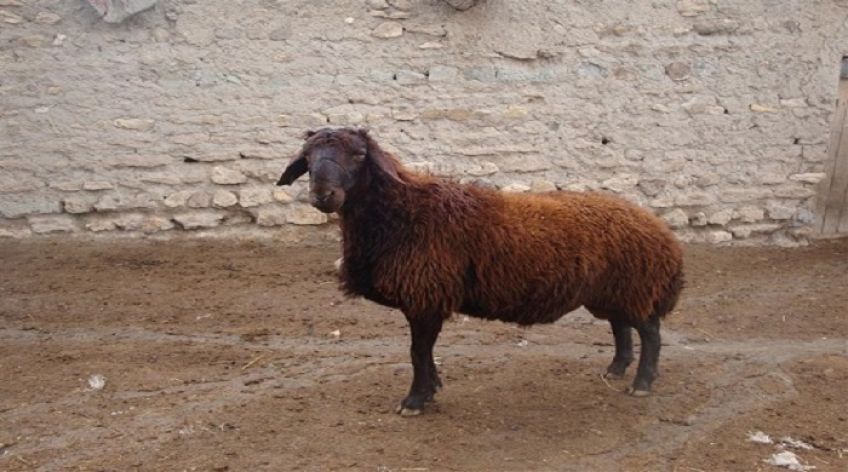 گوسفند افشار گونه ای از گوسفند ایرانی