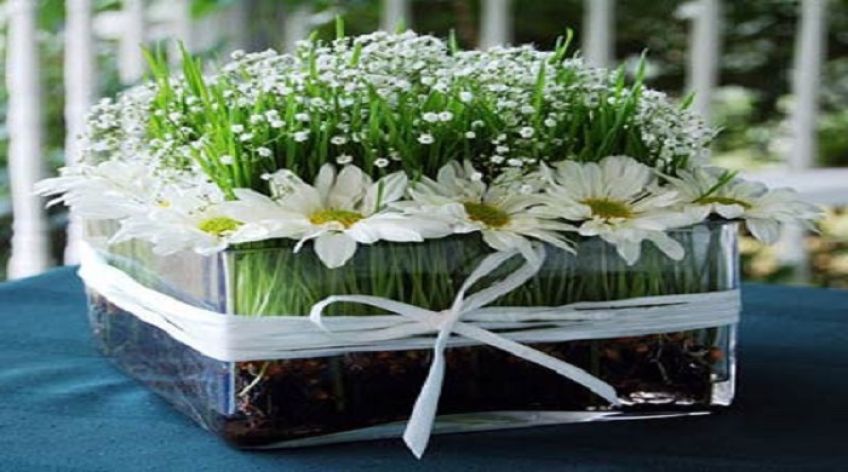 آموزش کاشت سبزه مخصوص عید نوروز