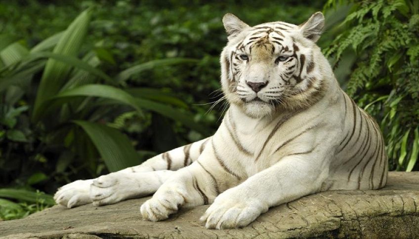 داستان زیبای عشق و محبت به ببر گرسنه