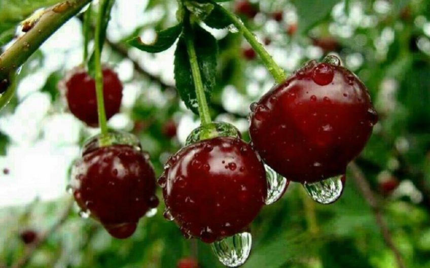 خواص درمانی و موارد مصرف آلبالو