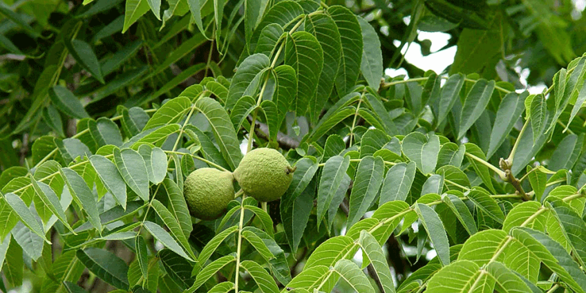 درخت گردو مهریه دختران شهمیرزاد استان سمنان