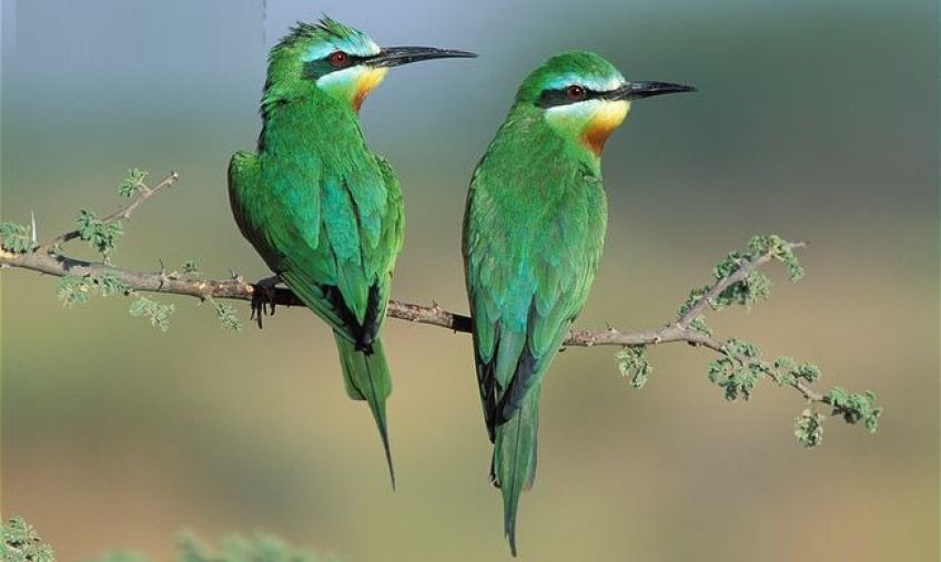 زنبور خوار گلو خرمایی