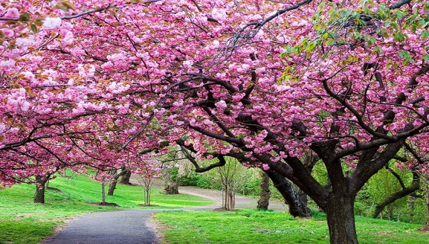 شعر نرم نرمک می رسد اینک بهار از اشعار فریدون مشیری