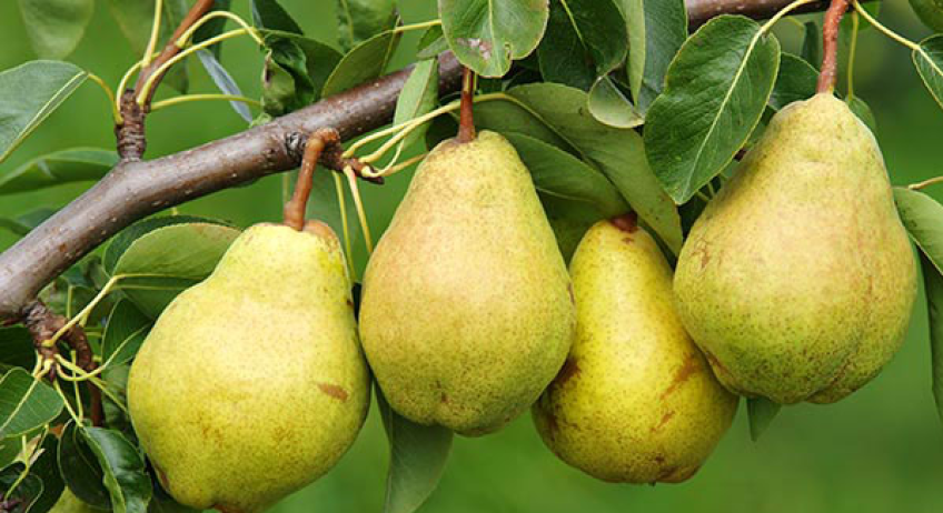 سوغات و صنایع دستی نطنز استان اصفهان