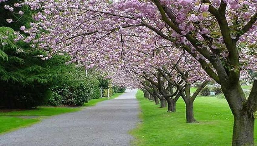 داستان و تاریخچه سبزه گره زدن