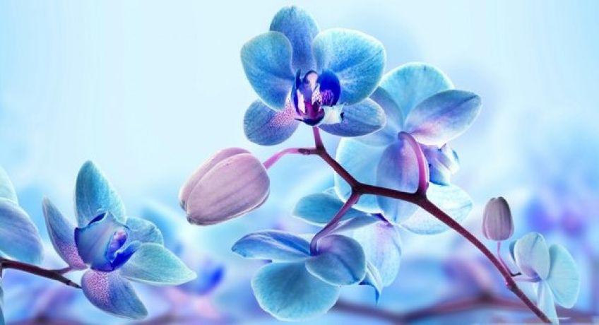نحوه کاشت و پرورش گل ارکیده