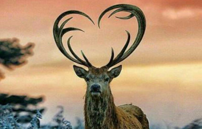 گوزن عاشق گوزنی با شاخ های قلبی شکل